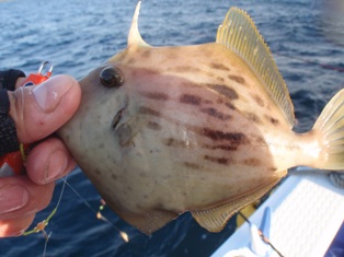 剣埼沖のカワハギ.jpg