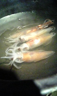 ほたるいかおどり.jpg ほたるいかおどり.jpg